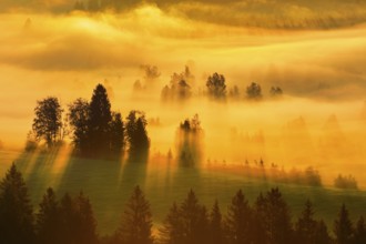 Fog and forest at the Rothenthurm high moor, Canton Schwyz, Switzerland, Europe