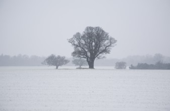 Winter landscape oak trees and fields in snow, Shottisham, Suffolk, England, United Kingdom, Europe