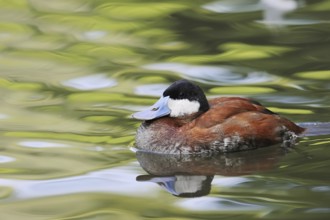 Ruddy duck (Oxyura jamaicensis), male, swimming, captive, occurrence in North America