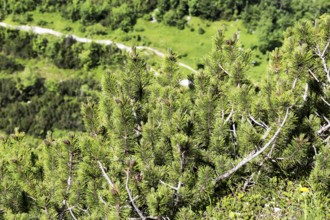 Mountain pine (Pinus mugo)