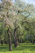 Blooming apple trees in spring park