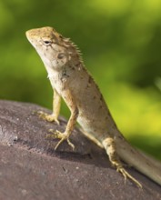 Lizard on the rust metal surface against green background