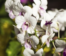 White with purple orchid flowers in the botanical garden