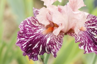 Beautiful multicolored iris flower bloom in the garden. Close up, fragility and summer concept