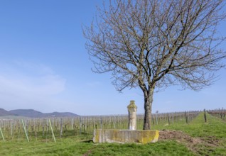 Fountain in the vineyards, Southern Wine Route, Southern Palatinate, Palatinate,