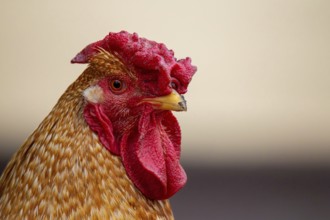 Close-up of a cockerel