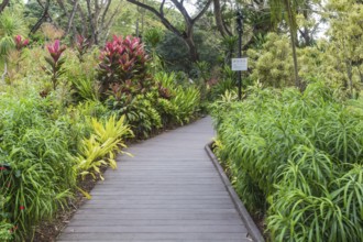 Wooden garden path with purple flowering plants in botanical garden