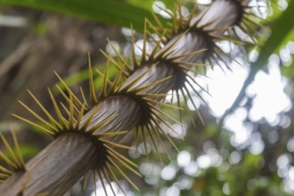 Tropical plant stalk with long spikes. Malaysia