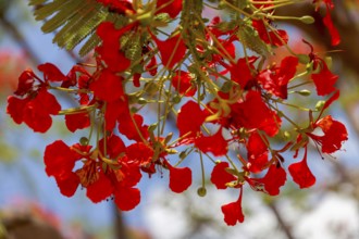 Flame tree (Delonix regia), Namibia, Africa