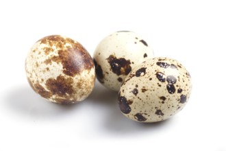 Quail eggs isolated on white background. close up