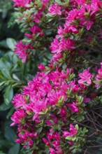 Beautiful rhododendrons of different colors in the garden