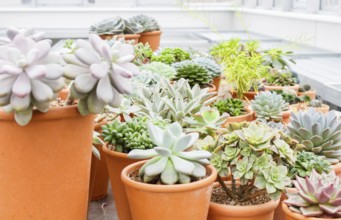 Various types of succulent in flower pots in the greenhouse. Closeup, selective focus