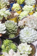 Various types of succulent in flower pots in the greenhouse. Closeup, selective focus