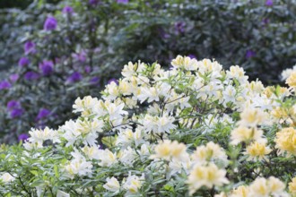 Blooming rhododendron in the botanical garden in spring