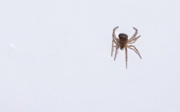 An approx. 5 mm spider on a pure white background, emphasised by a clear and minimalist image,