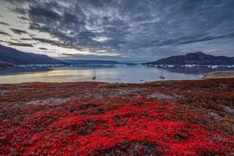 Autumn coloured tundra at fjord with icebergs, mountains, sailing boats, evening mood, Scoresby