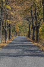 Alley of oak trees in autumn colors