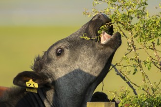 Domestic cattle or cow (Bos taurus) adult farm animal eating a wild rose bush in a hedgerow,