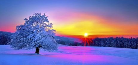 Serene winter landscape with a snow covered tree and a vibrant sunrise, AI generated