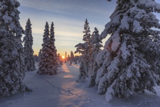 Snow-covered trees, sunrise, morning light, sunbeams, winter, near Porjus, Lapland, Sweden, Europe