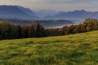 Meadow and autumn-coloured trees in the morning light, view of Zugspitze, Alpine foothills,