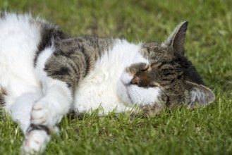 Snoozing and contented domestic cat (Felis catus), Blaustein, Baden-Württemberg, Germany, Europe