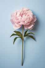 Single pink peony flower on blue background. KI generiert, generiert AI generated