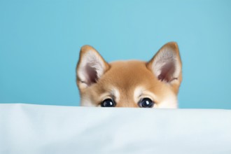 Cute Shiba Inu dog peeking up behind white cloth on blue background. KI generiert, generiert AI