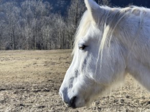 Close Up on a Beautiful White Horse in Profile with Sunlight in a Sunny Day in Switzerland