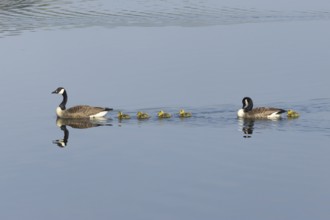 Canada goose (Branta canadensis) family of two adult birds and five juvenile goslings on a lake,