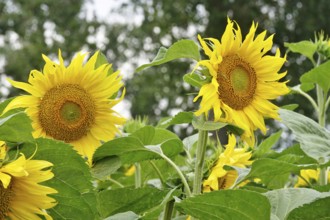 Picturesque sunflowers, July, Germany, Europe