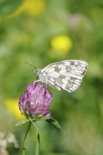 Marbled white (Melanargia galathea), July, Saxony-Anhalt, Germany, Europe