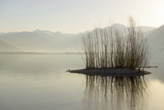 Small Island with Bare Trees on Alpine Lake Maggiore with Mountain and Sunlight in Locarno, Ticino,