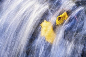 Flowing water over rocks with maple leaf in autumn colours in a small stream