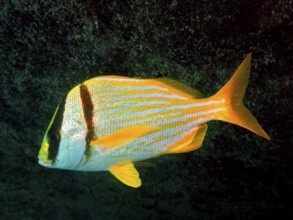 Fish with a yellow stripe pattern, porkfish (Anisotremus virginicus), swimming in the dark ocean.