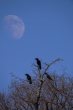 FOTOMONTAGE, calling crows on a tree, moon, Baden-Württemberg, Germany, Europe