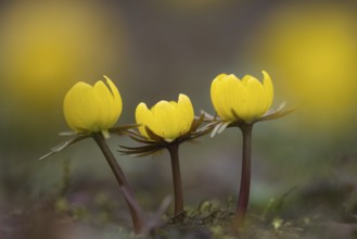 Winter aconite (Eranthis hyemalis) in bloom, plant, flower, early bloomer, yellow, Hanover, Lower