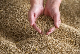 Grain in one hand, grain, harvest, harvest thanksgiving, agriculture, yield, Vechta, Lower Saxony,