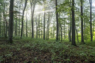 European beech forest, common beeches (Fagus sylvatica), sunbeams, Hainich National Park,