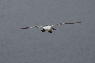 Northern gannet (Morus bassanus) adult bird in flight, Yorkshire, England, United Kingdom, Europe