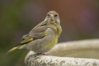 European greenfinch (Chloris chloris) adult bird on a garden bird water bath in the summer,