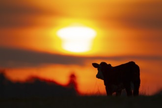 Domesticated cattle or cow (Bos taurus) silhouette of a adult farm animal standing in a field at