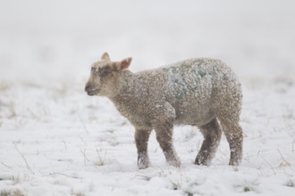 Domestic sheep (Ovis aries) juvenile baby lamb farm animal standing in a snow covered grass field