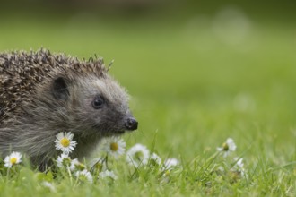 European hedgehog (Erinaceus europaeus) adult animal on a garden grass lawn with flowering daisy