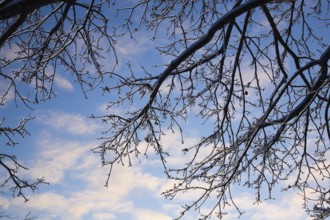 Close-up of overhanging silhouetted deciduous tree branches covered with ice against a blue sky