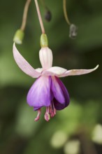 Fuchsia 'Eva Boerg' (Fuchsia hybride), flowers, ornamental plant, North Rhine-Westphalia, Germany,