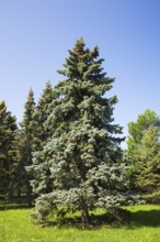 Picea pungens 'Bakeri', Colorado Spruce tree in spring, Montreal, Botanical Garden, Quebec, Canada,