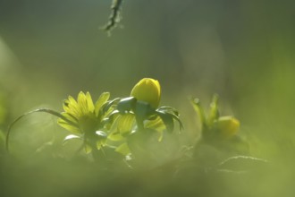 Winter aconites (Eranthis hyemalis), Germany, Europe