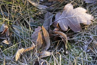 Hoarfrost on leaves, January morning, Germany, Europe