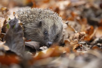 European hedgehog (Erinaceus europaeus) adult animal amongst fallen autumn leaves, Suffolk,